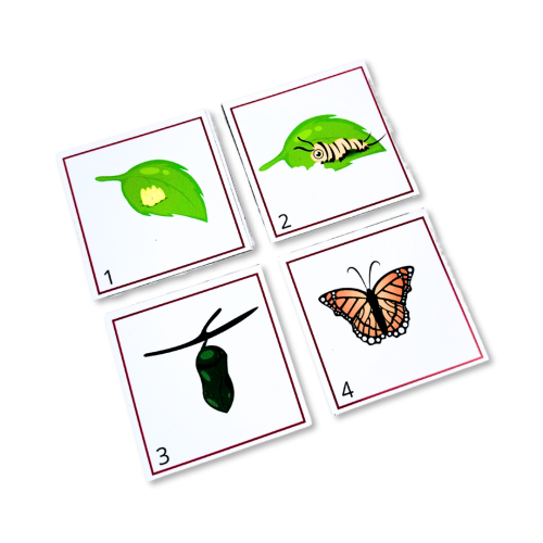 Edu-box „Cykl życia" - magnesy edukacyjne